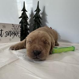 Lime Green - Yellow female Labrador Retriever puppy in Newton Grove, North Carolina from Wayalife Labradors & Gsp’s