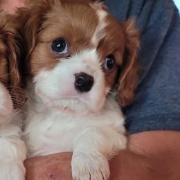 Ruben - Blenheim male Cavalier King Charles Spaniel puppy in West Valley, Utah from Criddle Mountain Cavaliers