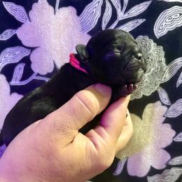 Berlin - Black female French Bulldog puppy in Greeley, Colorado from Mandy Moon French Bulldogs