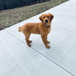 German Shepherds and Golden Retrievers from Trusting Hearts Kennel