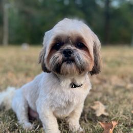 Sammy - Shih Tzu