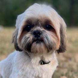 Sammy - Shih Tzu