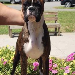 Jezebel - Boxer