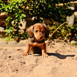 Rusty - Wild  boar and tan male Dachshund puppy in Surprise, Arizona from Molina Family Farms