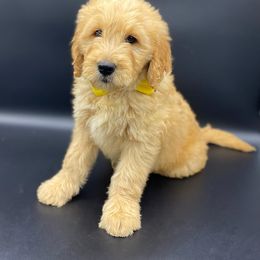 Cockapoo and Goldendoodle Puppies from Puppy Power Kennels