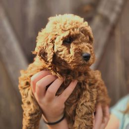 Shelly - Red  female Goldendoodle puppy in Mohnton, Pennsylvania from Stony Meadow Puppies