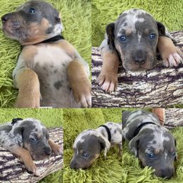 Catahoula Leopard Dog Puppies from Middle Acres Catahoulas