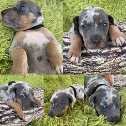 Catahoula Leopard Dog Puppies from Middle Acres Catahoulas