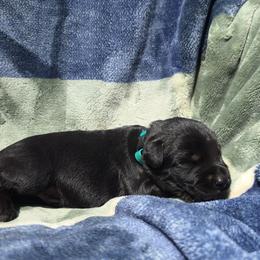 Kuruk - Black male Giant Schnauzer puppy in Fraziers Bottom, West Virginia from Loyal Hearts Farm / RK's Dobermans