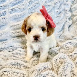 Honey-Lemon - Merle female Cavapoo puppy in Provo, Utah from Hales Wagging Tails