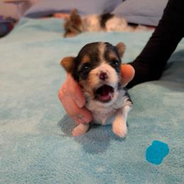 Light blue boy - Black tan and white male Biewer Terrier puppy in Fruitport, Michigan from Nest of Wellbeing’s Biewers