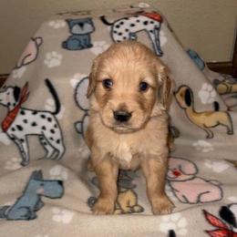 Yellow collar boy - Golden male Golden Retriever puppy in Monticello, Iowa from Ashley’s Puppies