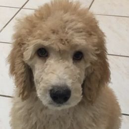Goldendoodles and Poodles from Precious V Poodles & Doodles