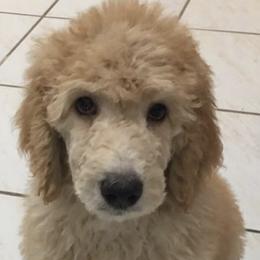 Goldendoodles and Poodles from Precious V Poodles & Doodles