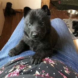 German Shepherd Puppies from Scenic City Shepherds