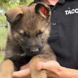 Puppy 2 - Sable male German Shepherd puppy in Bluff City, Tennessee from What a Heart Wants