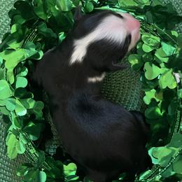 Guiness - Black tri-color male Australian Shepherd puppy in Marshall, Virginia from Greywood Farm Aussies