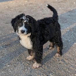 Honey - Tri-color female Bernedoodle puppy in Lancaster, Minnesota from Richardville Hunde