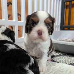 Rolo - Chocolate male Cavalier King Charles Spaniel puppy in Stilwell, Oklahoma from Love Bug Cavaliers