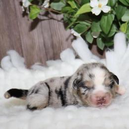 Astro - Blue merle male Miniature Australian Shepherd puppy in Guthrie, Oklahoma from Raised Right Pups