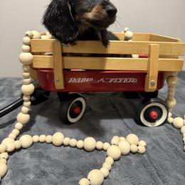 Crumpet - Black and tan male Dachshund puppy in Dawson, Alabama from Bells Dashing Dachshunds