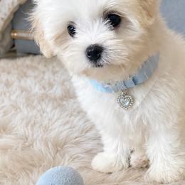 Maltese and Poodles from Main line furry friends