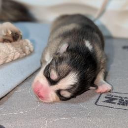 Spencer - Male - Black and white male Pomsky puppy in Hurleyville, New York from My Crazy Pomskys