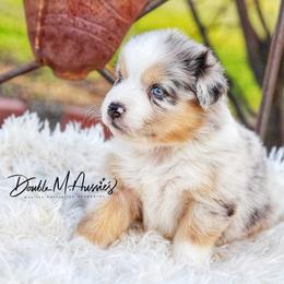 Bluebell - Blue merle female Australian Shepherd puppy in Olivehurst, California from Double M Aussies