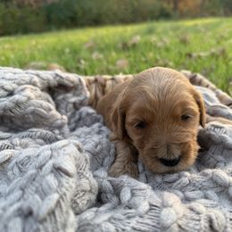 Holiday - Red  female Goldendoodle puppy in Fayetteville, Arkansas from Silver Hill Farm