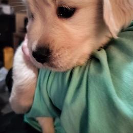 Brown - Light golden male Golden Retriever puppy in Madison, Ohio from Heckmans English Cream Golden Retrievers