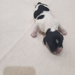 Boy 1 - Black and white English Springer Spaniel puppy in Fruitland, Idaho from Ridgeline Springer Spaniels