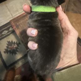 Girl 3 - female French Bulldog puppy in Livingston, Texas from Drake Home Frenchies