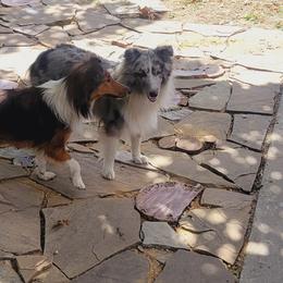 Shetland Sheepdogs from Kountry Home Shelties