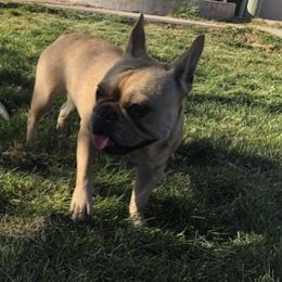 French Bulldogs from EV Bulldogs