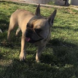 French Bulldogs from EV Bulldogs