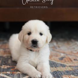Golden Retriever Puppies from GoldenStory Retrievers