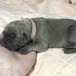 Cane Corso Puppies from Hazel’s House of Cane Corso