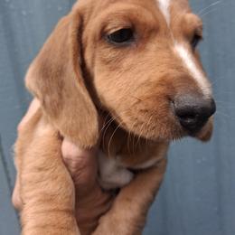 Blondie - Dapple male Dachshund puppy in South Haven, Kansas from Keen's Dachshunds