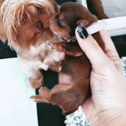 French Bulldog and Yorkshire Terrier Puppies from Casa De Silva LLC