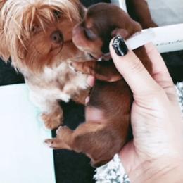 French Bulldog and Yorkshire Terrier Puppies from Casa De Silva LLC
