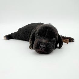 Clover (AKC solid black) - Black male Dachshund puppy in Waddell, Arizona from Neu Doxies