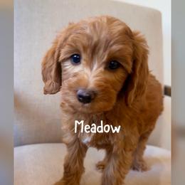 Meadow - Red  female Goldendoodle puppy in Glendale, Arizona from Follow Your Bliss Doodles