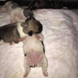 French Bulldog Puppies from Scrumptious Paws