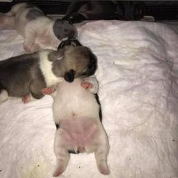 French Bulldog Puppies from Scrumptious Paws