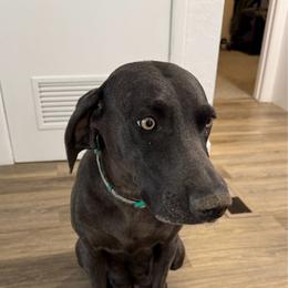 Leia - Weimaraner