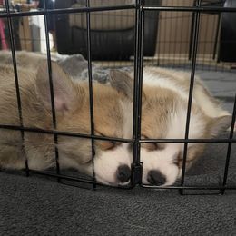 Companion Cross Puppies from Chilipoms