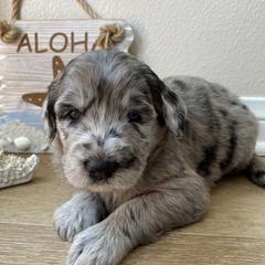 Aussiedoodle and Double Doodle Puppies from Amazing Aussiedoodle and Double Doodles
