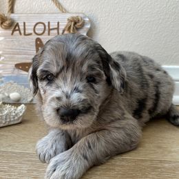 Aussiedoodle and Double Doodle Puppies from Amazing Aussiedoodle and Double Doodles
