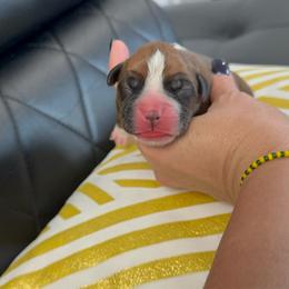 Brown - Fawn female Boxer puppy in Denver, Colorado from Yuni’s AKC Boxers