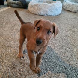 Feyra - Red female Irish Terrier puppy in Splendora, Texas from Cloverdell Irish